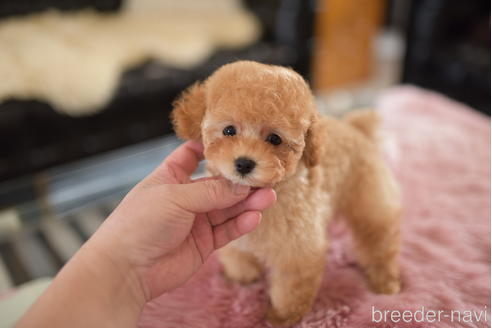 成約済の茨城県のタイニープードル-206991の1枚目