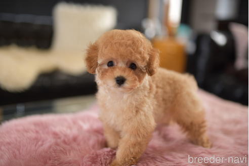 成約済の茨城県のタイニープードル-206991の6枚目