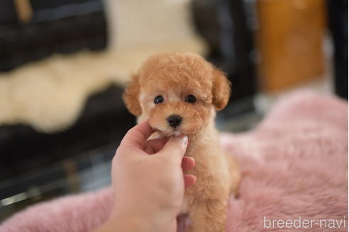 成約済の茨城県のタイニープードル-206991の5枚目