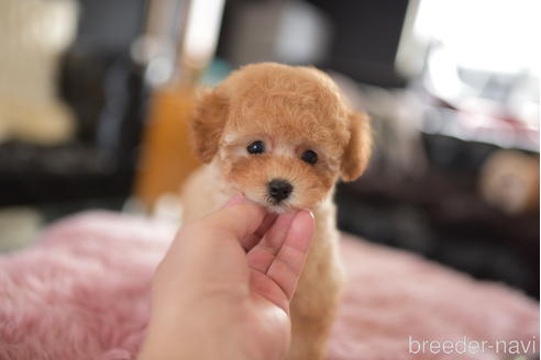成約済の茨城県のタイニープードル-206991の4枚目