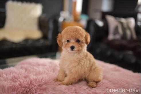 成約済の茨城県のタイニープードル-206991の3枚目