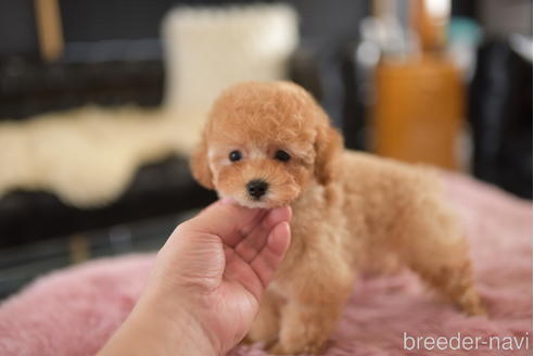 成約済の茨城県のタイニープードル-206991の2枚目