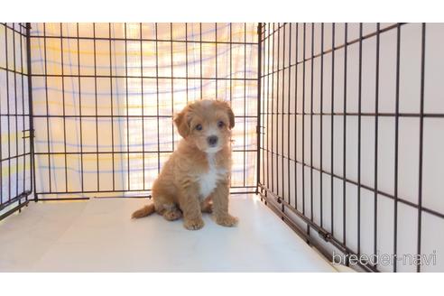 成約済の茨城県のミックス犬-207036の3枚目