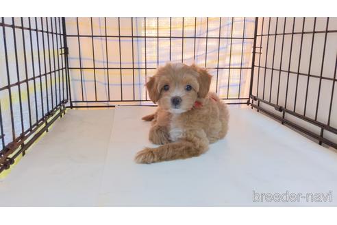 成約済の茨城県のミックス犬-207036の2枚目