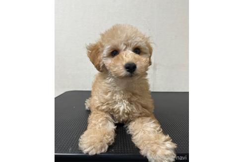 成約済の千葉県のトイプードル-203737の9枚目