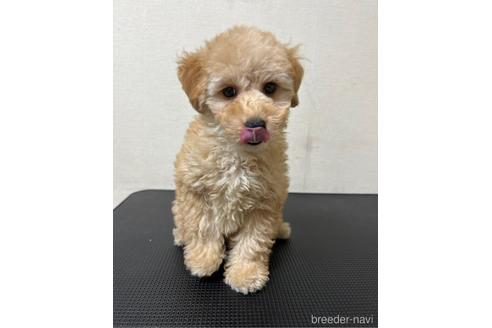 成約済の千葉県のトイプードル-203737の8枚目