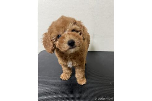 成約済の千葉県のトイプードル-203737の5枚目