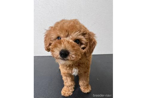 成約済の千葉県のトイプードル-203737の4枚目