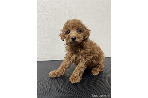 成約済の千葉県のトイプードル-203737の3枚目