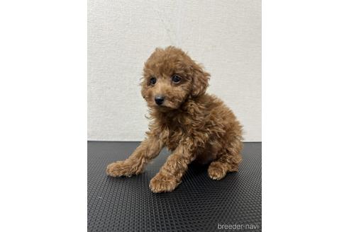 成約済の千葉県のトイプードル-203737の2枚目