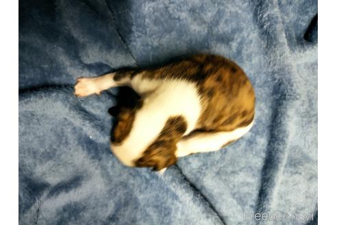 成約済の広島県のウィペット-207056の3枚目