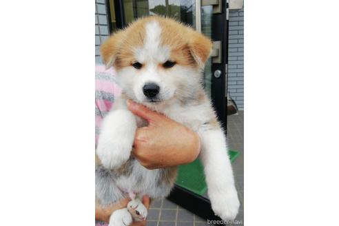 販売中の群馬県の秋田犬-202618