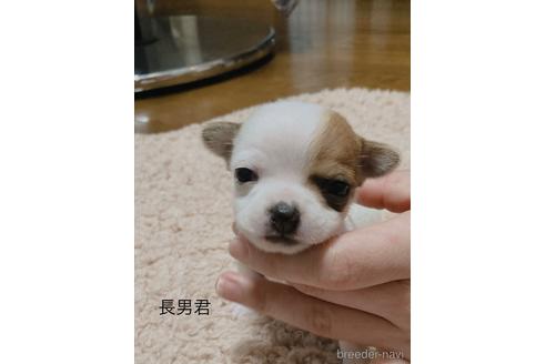 成約済の広島県のチワワ(スムースコート)-207077