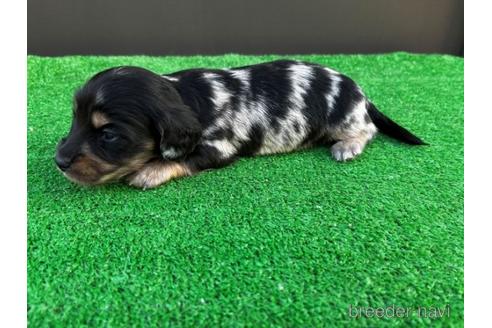 成約済の兵庫県のカニンヘンダックスフンド(ロングヘアード)-207100の4枚目