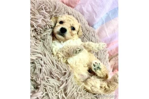 成約済の東京都のミックス犬-204489の6枚目