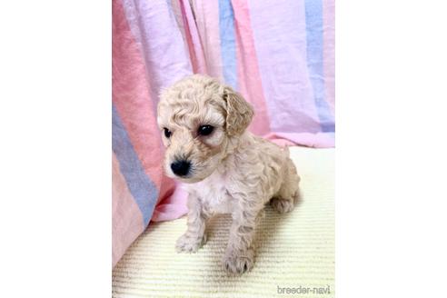 成約済の東京都のミックス犬-204489の8枚目