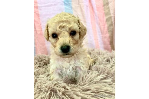 成約済の東京都のミックス犬-204489の7枚目