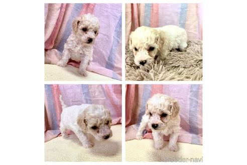 成約済の東京都のミックス犬-207115の19枚目
