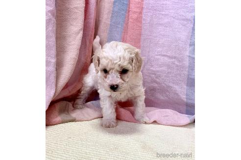 成約済の東京都のミックス犬-207115の16枚目