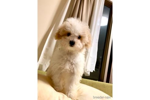 成約済の東京都のミックス犬-192324の8枚目