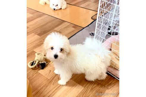 成約済の東京都のミックス犬-192324の7枚目