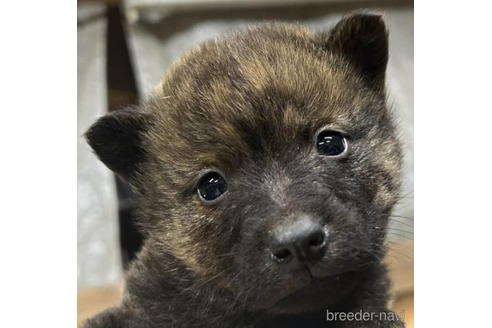 成約済の千葉県の甲斐犬-207150の1枚目