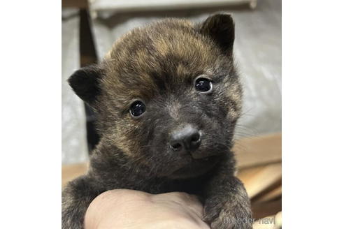 成約済の千葉県の甲斐犬-207150の2枚目