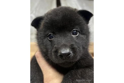 成約済の千葉県の甲斐犬-207151の1枚目