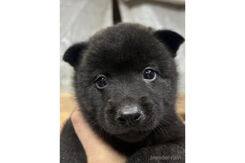 成約済の千葉県の甲斐犬-207151の3枚目