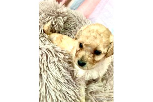 成約済の静岡県のミックス犬-204491の6枚目