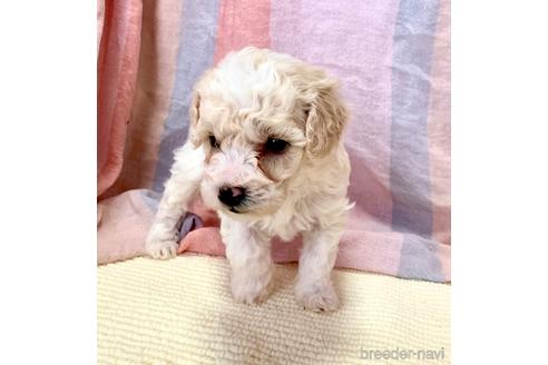 成約済の静岡県のミックス犬-206437の17枚目