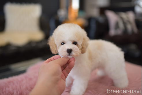 成約済の茨城県のタイニープードル-204080の1枚目