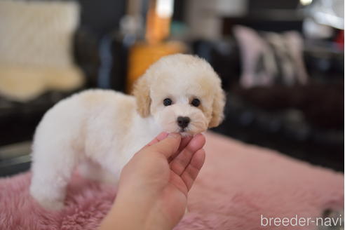 成約済の茨城県のタイニープードル-204080の6枚目