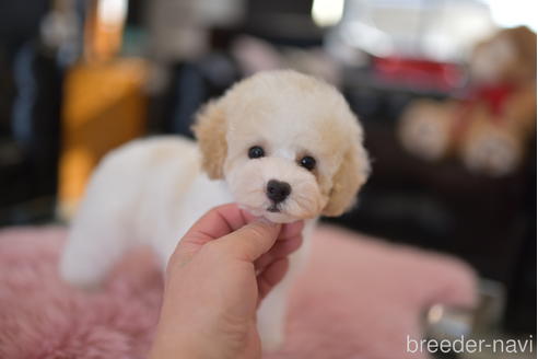 成約済の茨城県のタイニープードル-204080の5枚目