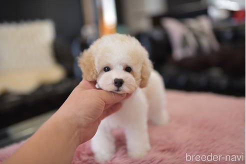 成約済の茨城県のタイニープードル-204080の4枚目