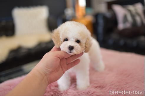 成約済の茨城県のタイニープードル-204080の3枚目