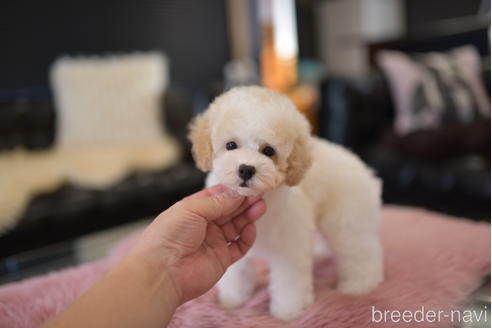 成約済の茨城県のタイニープードル-204080の2枚目
