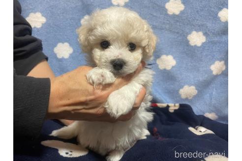 埼玉県のビションフリーゼ 男の子 22 10 06生まれ ホワイト 白 子犬id 7234 ブリーダーナビ