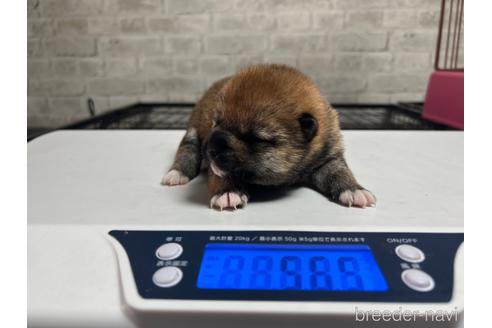 成約済の岡山県の豆柴-207268の3枚目