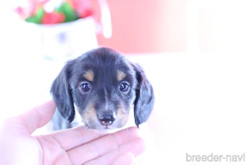 ミニチュアダックスフンドの子犬を探す（202ページ目