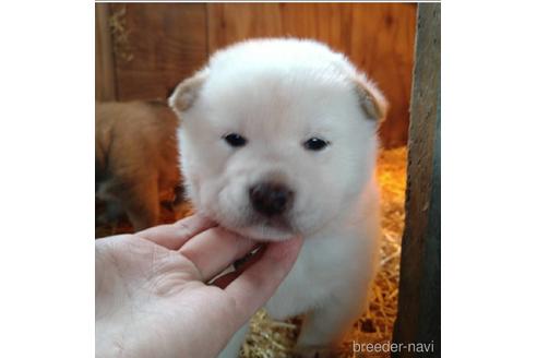 成約済の北海道の柴犬-207395の2枚目