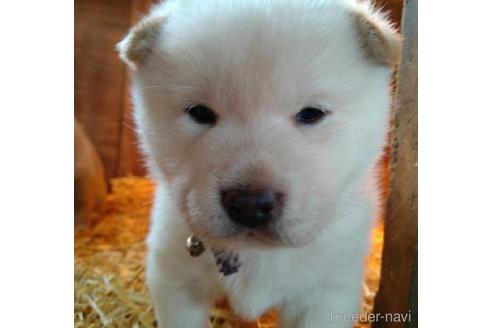 成約済の北海道の柴犬-207395の1枚目