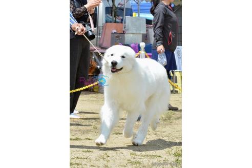 ののグレートピレニーズ-