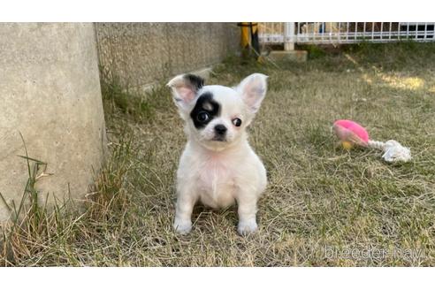 成約済の香川県のチワワ(ロングコート)-207434の1枚目