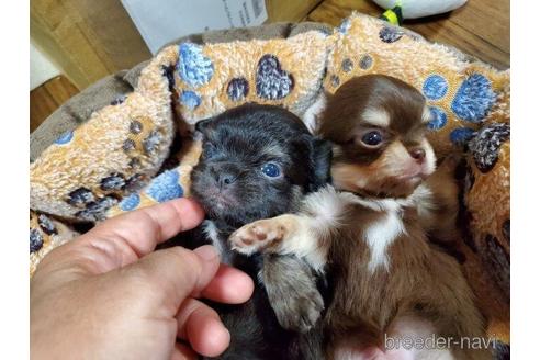 成約済の神奈川県のチワワ(ロングコート)-207454の10枚目