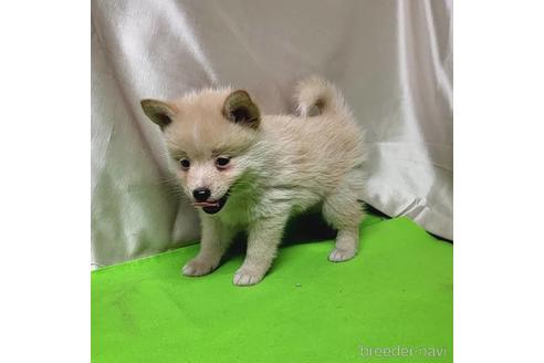 成約済の茨城県のミックス犬-204497の5枚目