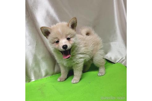 成約済の茨城県のミックス犬-204497の1枚目