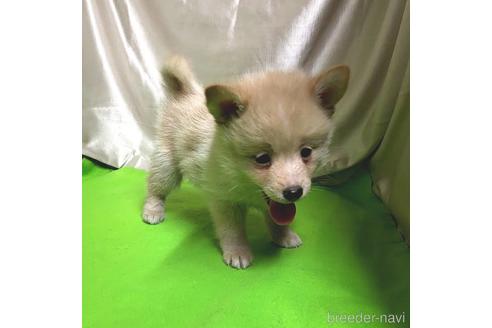 成約済の茨城県のミックス犬-204497の4枚目