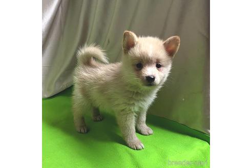 成約済の茨城県のミックス犬-204497の3枚目