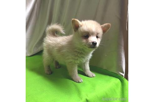成約済の茨城県のミックス犬-204497の2枚目